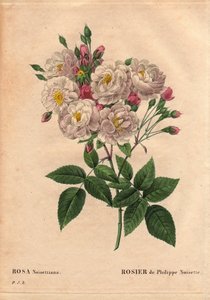 Planche botanique, fleur, rose variété : Rose de Philippe noisette (Rosa noisettiana). Espèce hybride de rose moschata chinensis cultivée aux États-Unis par John Champney et introduite en France par Philippe Noisette en 1814. Dans « Les Roses », Volume 2 p