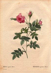 Planche botanique, fleur, variété de rose : Rose à petites fleurs (Rosa parvi-flora ou Rosa parvi flora) d