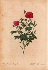 Planche botanique, fleur, rose variété : Le Pompon de Bourgogne (Rosa Pomponia Burgundiaca). Dans « Les Roses », Volume 2 par Pierre Joseph Redouté (1759-1840)