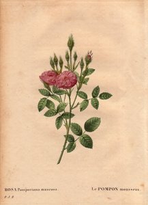 Planche botanique, Fleur, Rose Variété : Le pompon étincelant de « Rose de Meaux » (Rosa Pomponiana muscosa) découvert dans un jardin à l