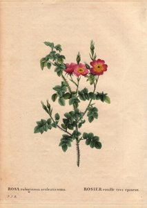 Planche botanique, Fleur, Rose Variété : Rose rouillée très épineuse (Rosa rubiginosa aculeatissima). Obtenue par graines et cultivée par Du Pont vers 1810. Dans « Les Roses », Volume 2 par Pierre Joseph Redouté (1759-1840) - Pierre Joseph Redouté