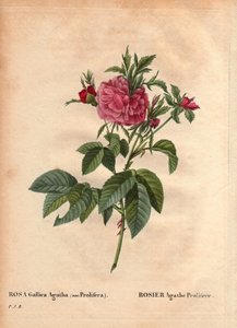Planche botanique, Fleur, Rose Variété : Rose Agathe Prolifère (Rosa Gallica Agatha Prolifera). Dans « Les Roses », Volume 2 par Pierre Joseph Redouté (1759-1840) - Pierre Joseph Redouté