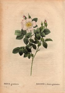 Planche botanique, Rose à fleurs précieuses