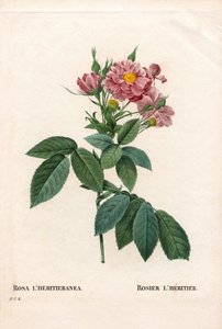 Rose Boursault
