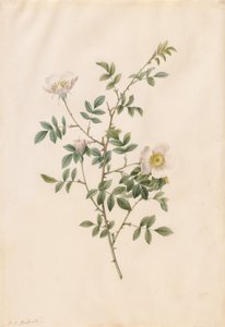 Églantier ou Rosier des chiens (Rosa Sepium Rosea) - Pierre Joseph Redouté