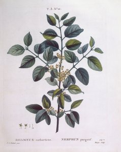 Nerprun (Rhamnus catharticus), Henry Louis Duhamel du Monceau, planche botanique par Pierre Joseph Redouté - Pierre Joseph Redouté