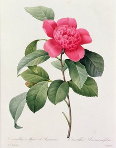 Camellia Anemonefolia