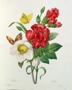 Rose de Noël, Helleborus niger et œillet rouge avec papillons, de 