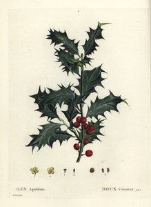 Houx commun, Ilex aquifolium. Gravure en manière de crayon d