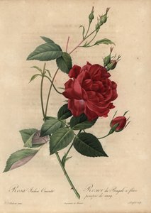 Rose de Chine cramoisie, Rosa chinensis