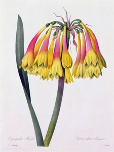 Cyrtanthus Obliquus