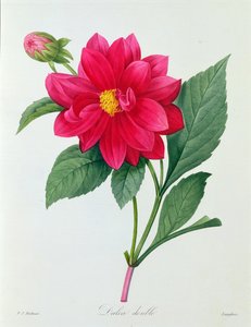 Dahlia Double