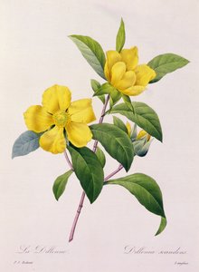 Dillenia Scandens