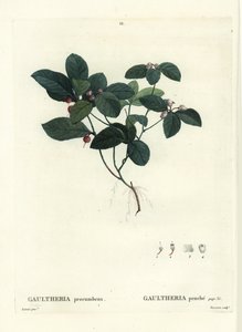 Gaulthérie couchée. Gravure en couleur par Tassaert d