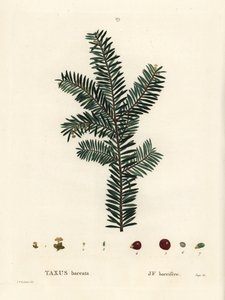 If commun. Gravure en couleur par Tassaert d