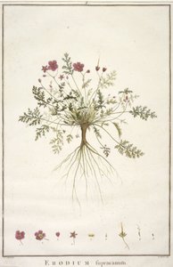 Erodium supracanum, du Geraniologia, seu Erodii, Pelargonii, Monsoniae et Grieli historia iconibus illustrata, 1787-88