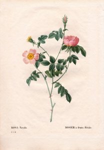 Rose fétide - Pierre Joseph Redouté