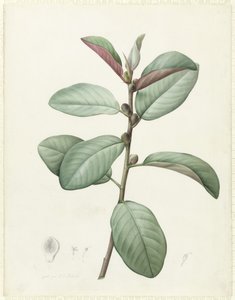 Ficus Rubeginosa