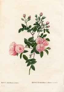 Rose multiflore rose chair, Rosa multiflora var. carnea, Rosier Multiflora à fleurs carnea. Gravure au pointillé colorée à la main de Pierre Joseph Redouté « Les Roses », Paris - Pierre Joseph Redouté