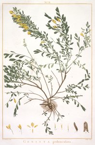 Genista pedunculata, du Stripes Novae aut Minus Cognitae, 1784 - Pierre Joseph Redouté