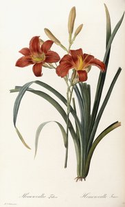 Hemerocallis Fulva - Hémérocalle fauve