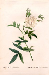 Rose blanche à feuilles de chanvre, Rosa alba var. cannabifolia, rose blanche à feuilles de chanvre. Gravure en taille-douce coloriée à la main de Pierre Joseph Redouté « Les Roses », Paris