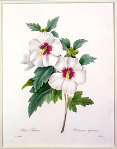 Hibiscus syriacus, gravé par Bessin, de 