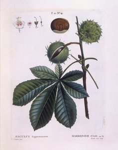 Marronnier d