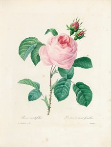 Rose Cent-Feuilles, gravée par Langlois, de 