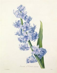 Hyacinthus orientalis (jacinthe commune), gravée par Victor, de 