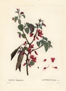 Arbre de Judée, Cercis siliquastrum. Gravure en stipple colorée à la main par Tassaert d