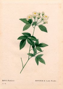 Rose Lady Banks, Rosa banksiae var. alba-plena