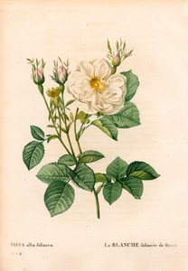 Rose blanche feuillue de Fleury, Rosa alba variété, la blanche feuillue de Fleury. Gravure en taille-douce coloriée à la main de Pierre Joseph Redouté « Les Roses », Paris