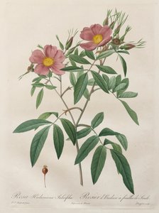 Les Roses : Rosa Hudsoniana Salicifolia