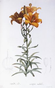 Lilium Bulbiferum - Pierre Joseph Redouté