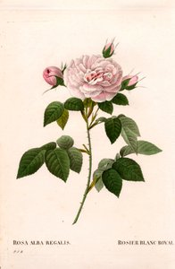 Rose incarnate, rose blanche royale, Rosa alba var. incarnata. Gravure au pointillé en couleur de Pierre Joseph Redouté « Les Roses », Paris