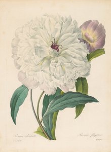 Paeonia flagrans Pivoine