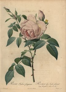 Rose thé parfumée rose pâle, Rosa odorata