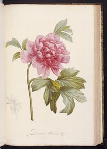 Pivoine, de "Description des Plantes Rares et Cultivées à Malmaison et à Navarre" par Aimé Bonpland, 1812-14
