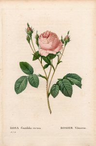 Rose Vilmorin, Rosa centifolia Vilmorin. Gravure au pointillé colorée à la main de Pierre Joseph Redouté « Les Roses », Paris