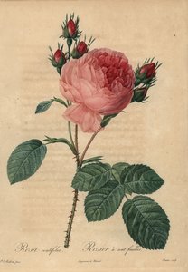 Rose chou rose ou rose de Provence, Rosa centifolia