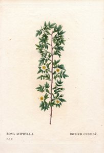 Rose cuspidée, Rosa canina variété. Rose cuspidée, Rosa aciphylla. Gravure en taille-douce coloriée à la main de Pierre Joseph Redouté « Les Roses » - Pierre Joseph Redouté