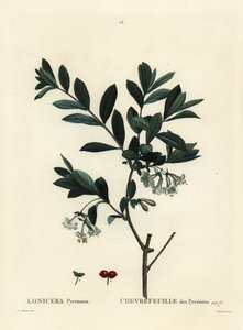 Chèvrefeuille des Pyrénées (Lonicera pyrenaica) - Pierre Joseph Redouté