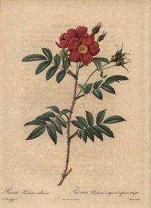 Rose rouge, Rosa - Pierre Joseph Redouté