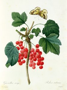Groseilles, publié par Langois (imprimé) - Pierre Joseph Redouté