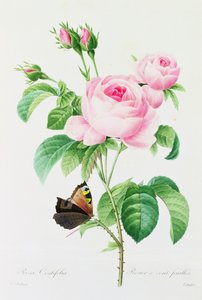 Rosa Centifolia