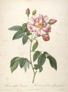 Rosa Gallica Versicolor, Rosier de France à fleurs panachées, du Les Roses, 1817-24