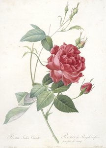 Rosa indica cruenta, Rosier du Bengale à fleurs pourpre de sang, du Les Roses, 1817-24