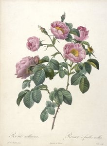 Rosa mollissima, Rosier à feuilles molles, du Les Roses, 1817-24