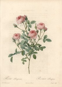 Rose de Meaux à fleurs roses - Eau-forte de Langlois, d